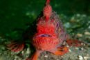 Red handfish underwater