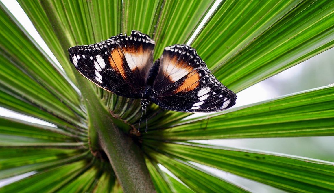 A black and orange butterfly sitting on a green leafy plant