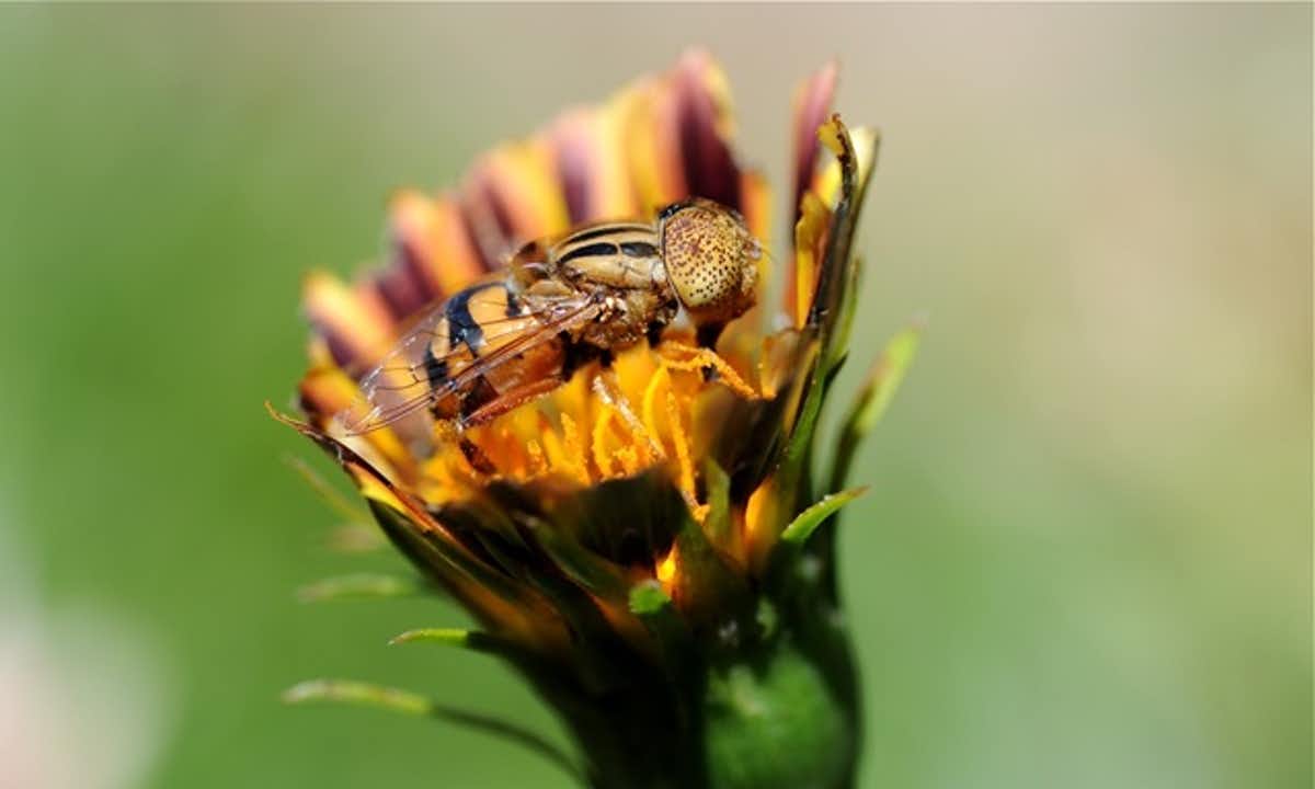 Close up of an orange and black fly on an orange flower. The background is blurred