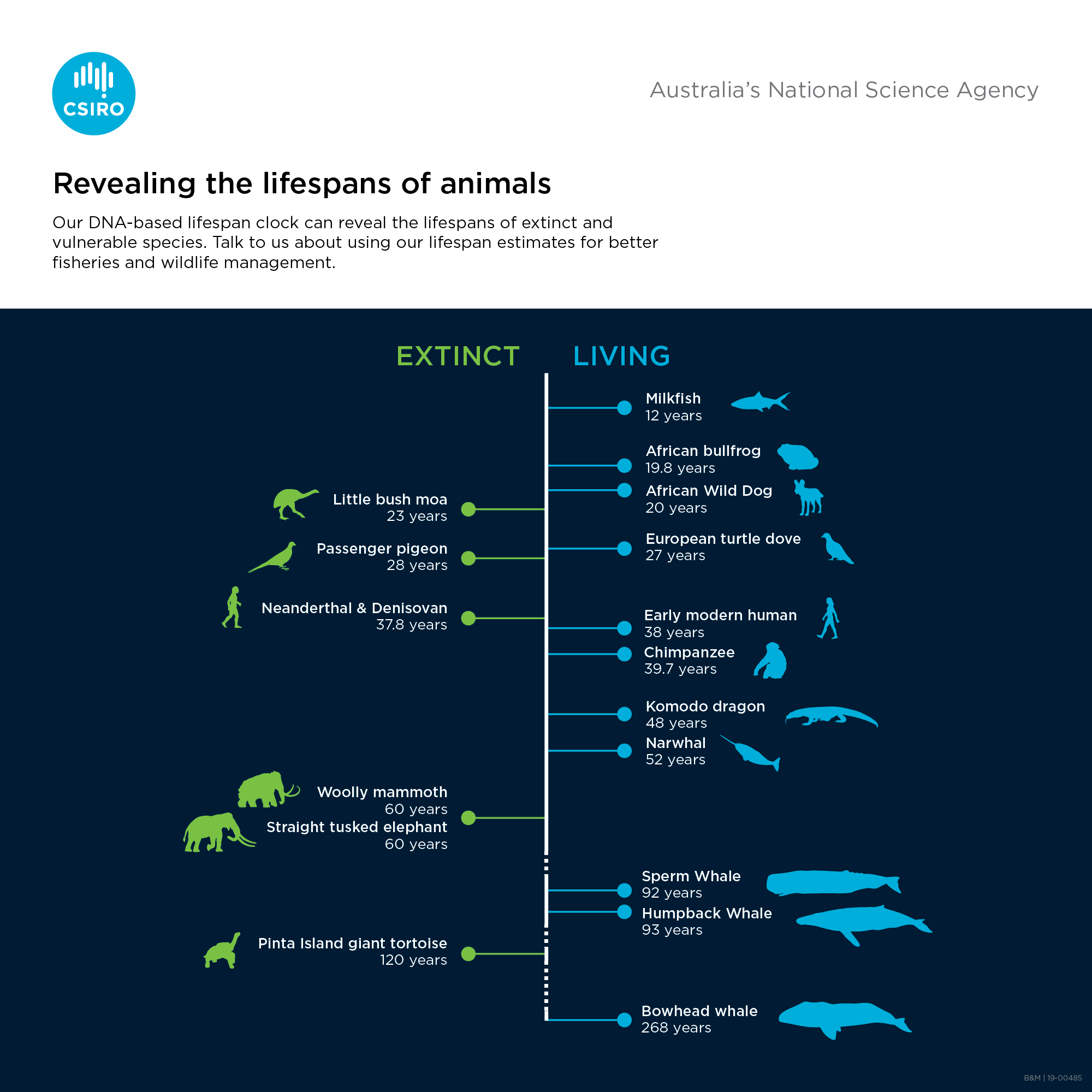 Infographic revealing the lifespans of both living and extinct animals
