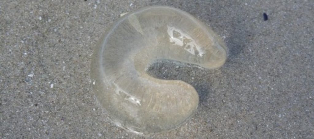 A clear gelatinous U shaped pillow on wet sand.