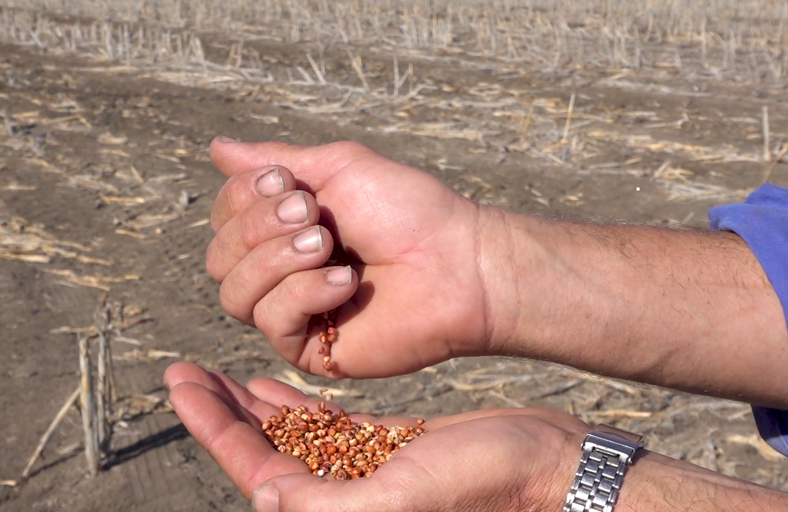 close up of a man's hands pouring seeds from one hand into the palm of the other. in the background is dry, dead crops