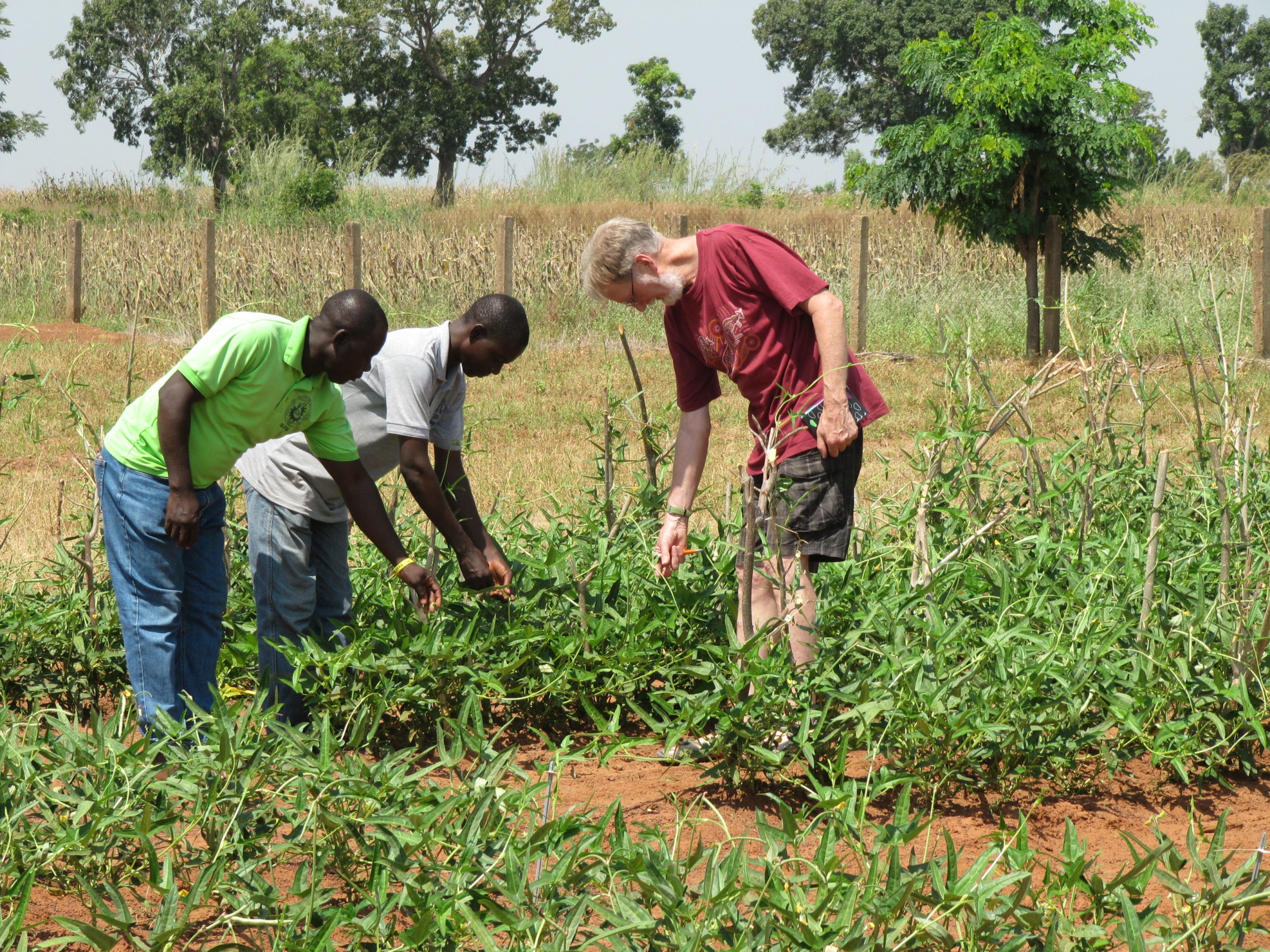 three people standing in a field of cowpeas