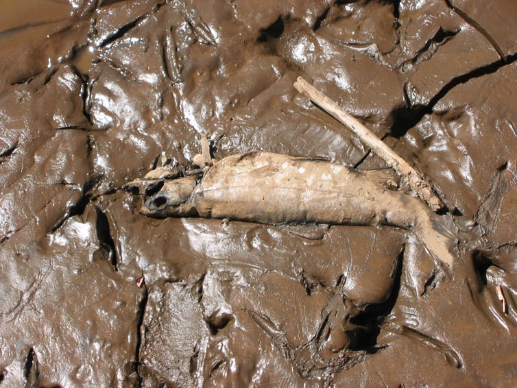 Dead fish in mud