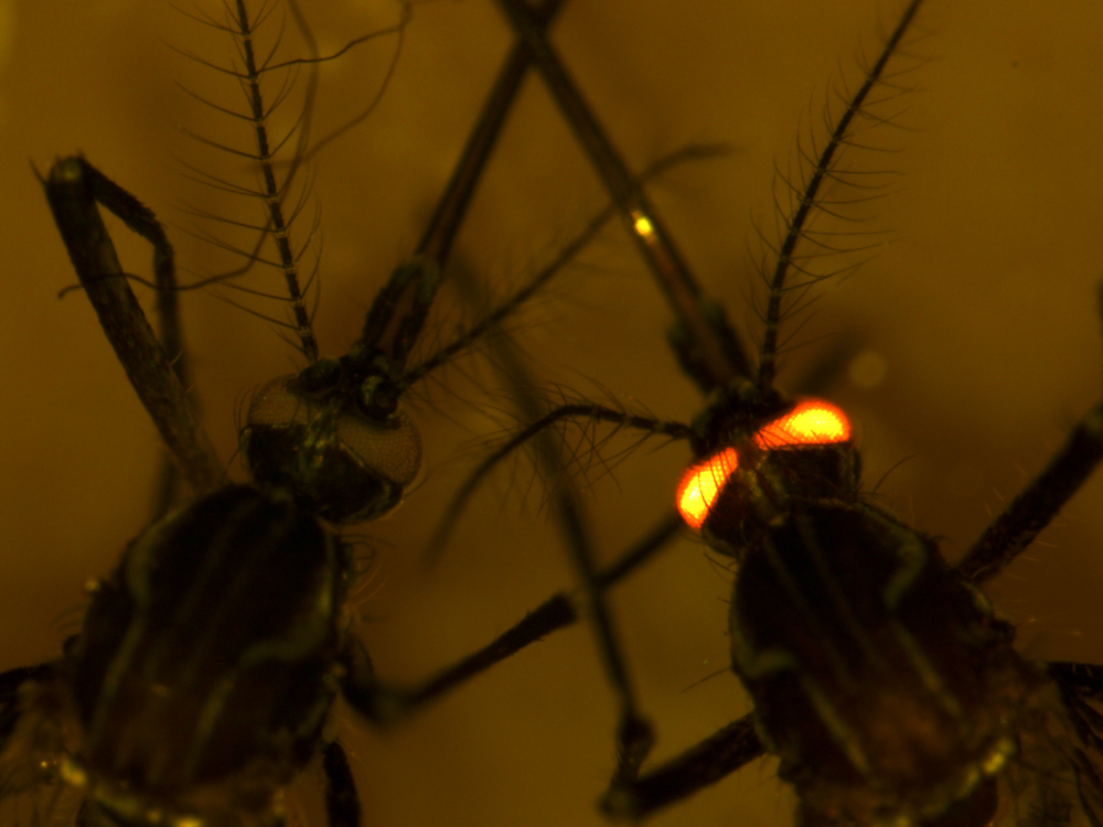 A close-up of two mosquitoes, with one’s eyes glowing red.