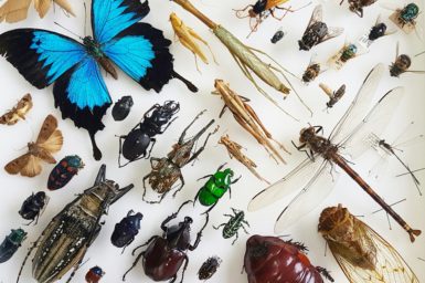 Tray of pinned insects in the Autralian National Insect Collection showing the huge variety of different species.