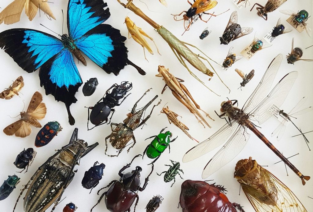 Tray of pinned insects in the Autralian National Insect Collection showing the huge variety of different species.