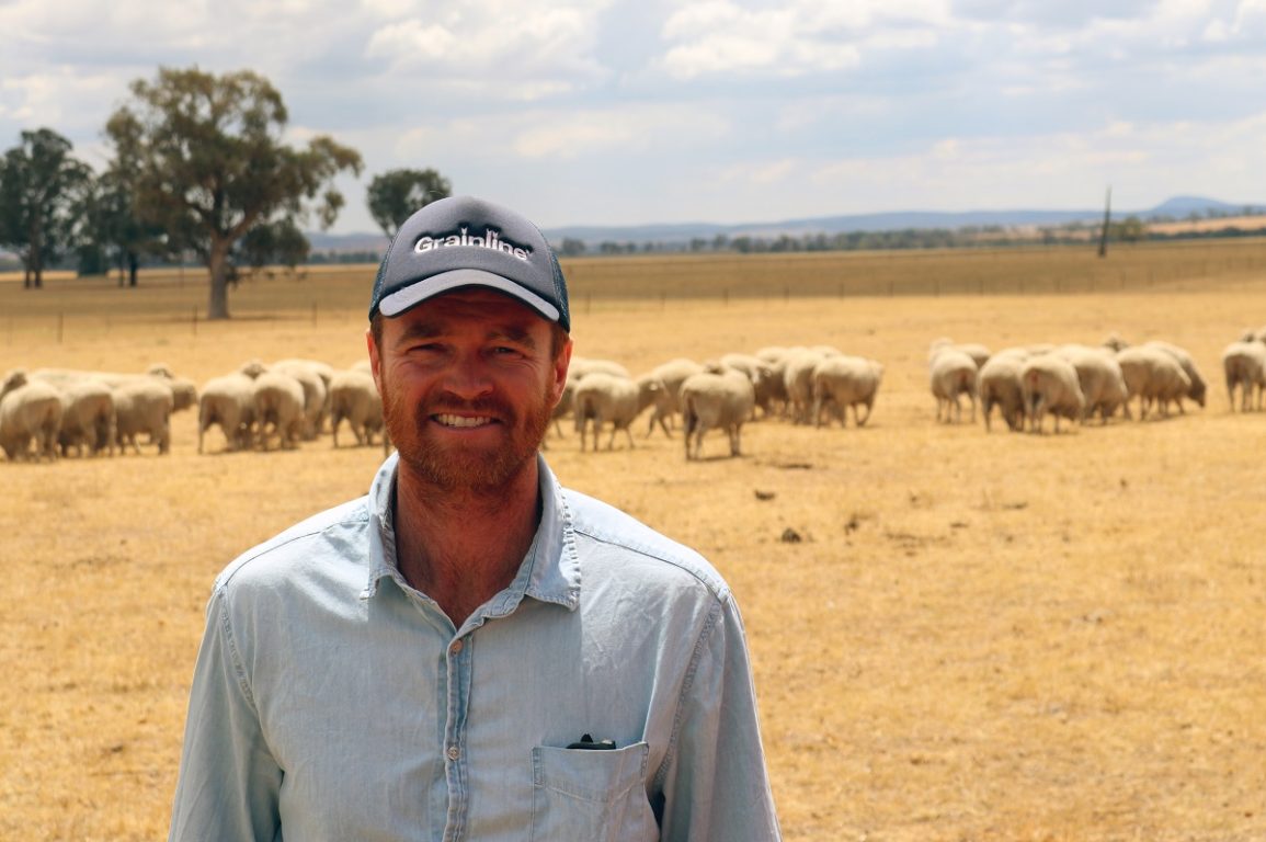 Man standing in front of sheep grazing