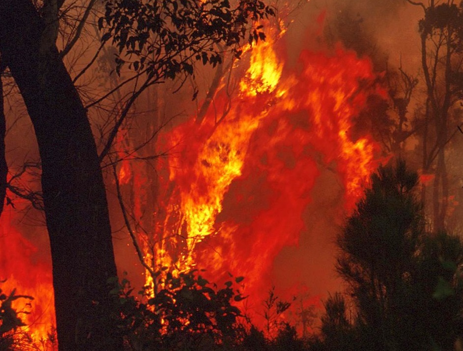 Bushfire flames