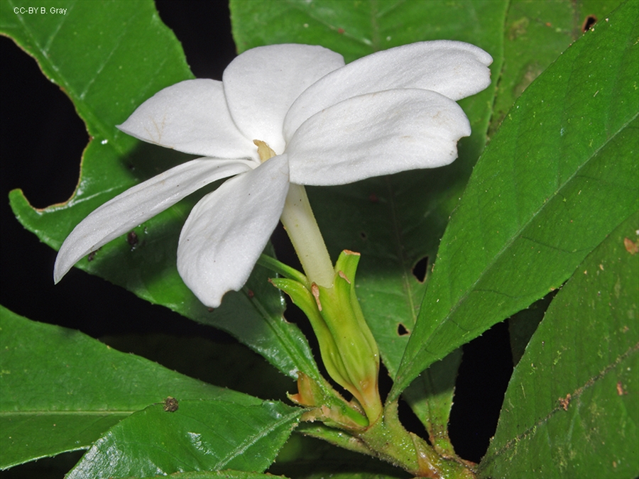 A white flower in amongst green leaves. 