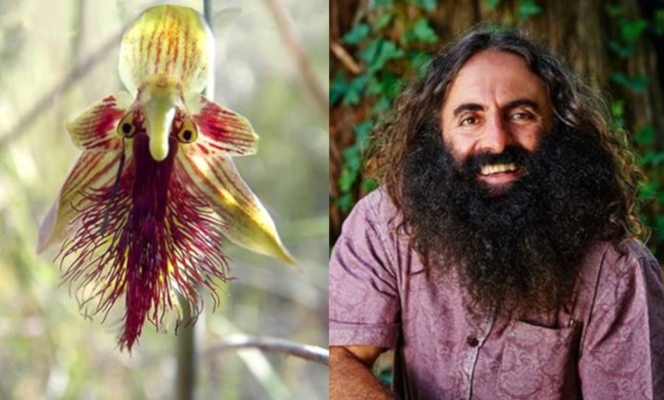 celebrity lookalike. Bearded orchid on the left and man with a beard on the right