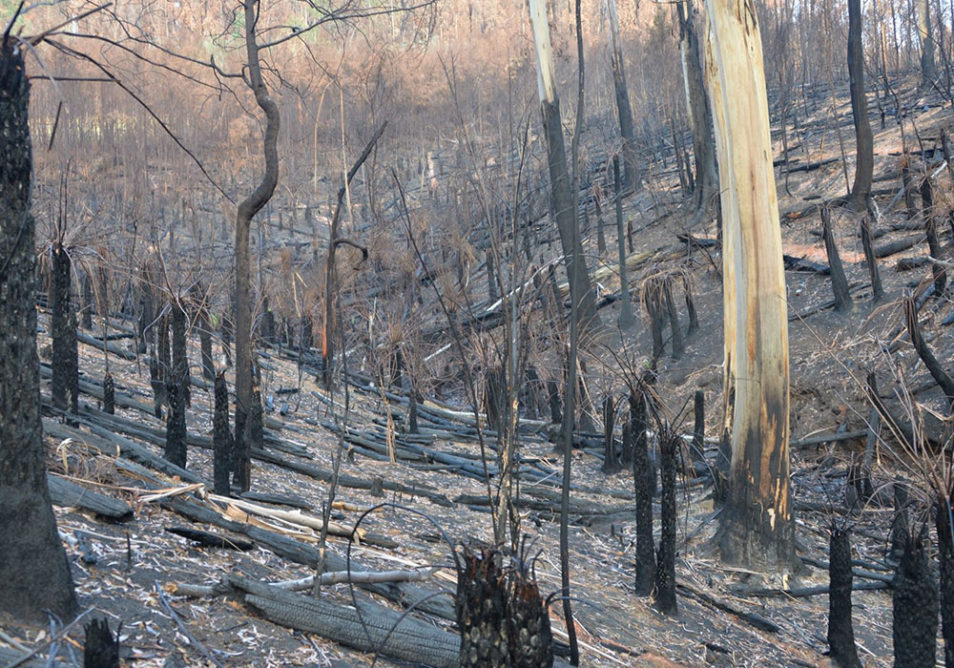 Image of burnt bushland can bring eco-grief.