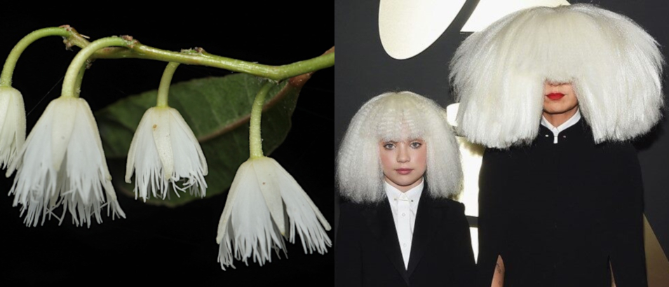 white bell flowers on the left, small girl and Sia on the right both with large white wigs