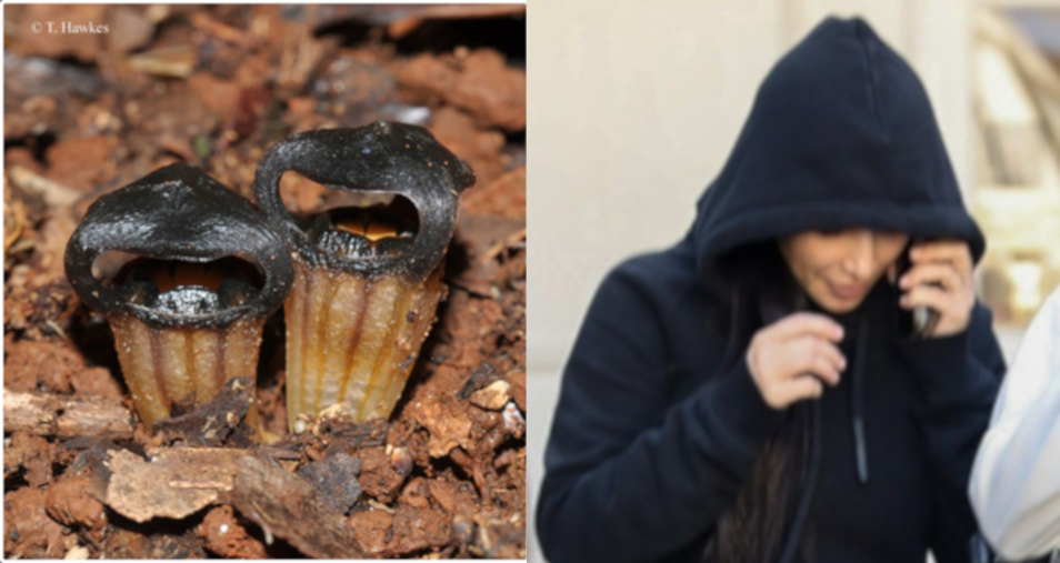 celebrity lookalike. black hooded flower on left and woman in black hoodie on the right