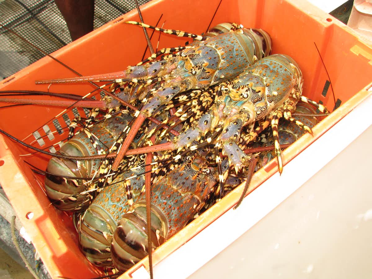 lobsters in an orange plastic box