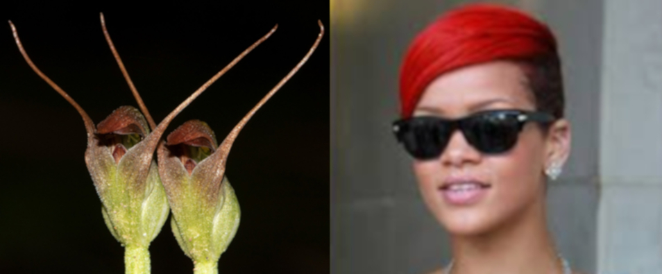 celebrity lookalike. green and maroon orchid on the left, rhianna with pink hair and sunglasses on the right