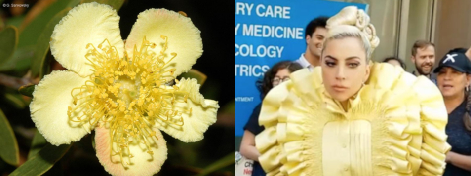 celebrity lookalike. pale yellow flower on the left, lady gaga on the right in a pale yellow frilly dress