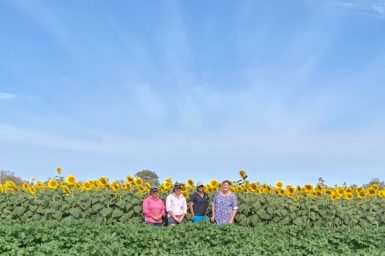 four women facing the camera standing in a cotton crop with sunflowers