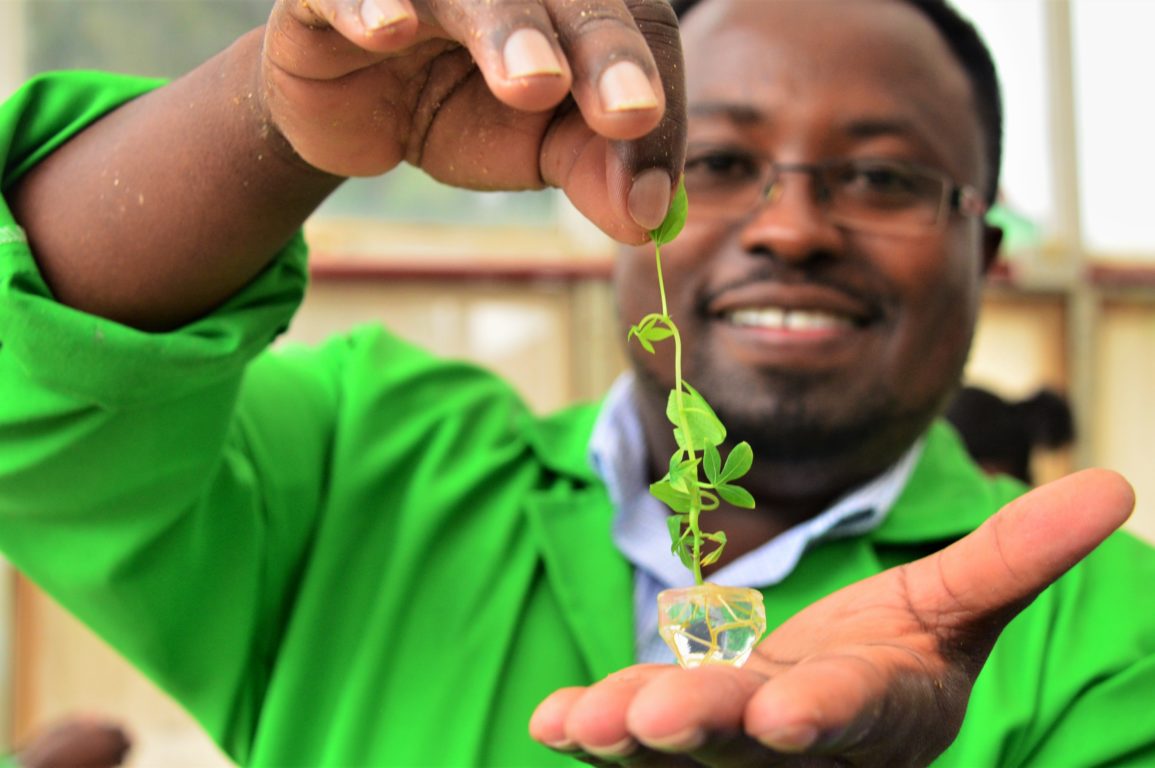 Researcher in Kenya holding a virus-resistant cassava seedling.