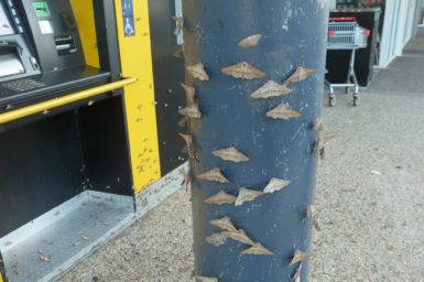 Moths resting on a blue bollard beside an ATM.