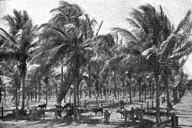 palm trees with diseased cattle