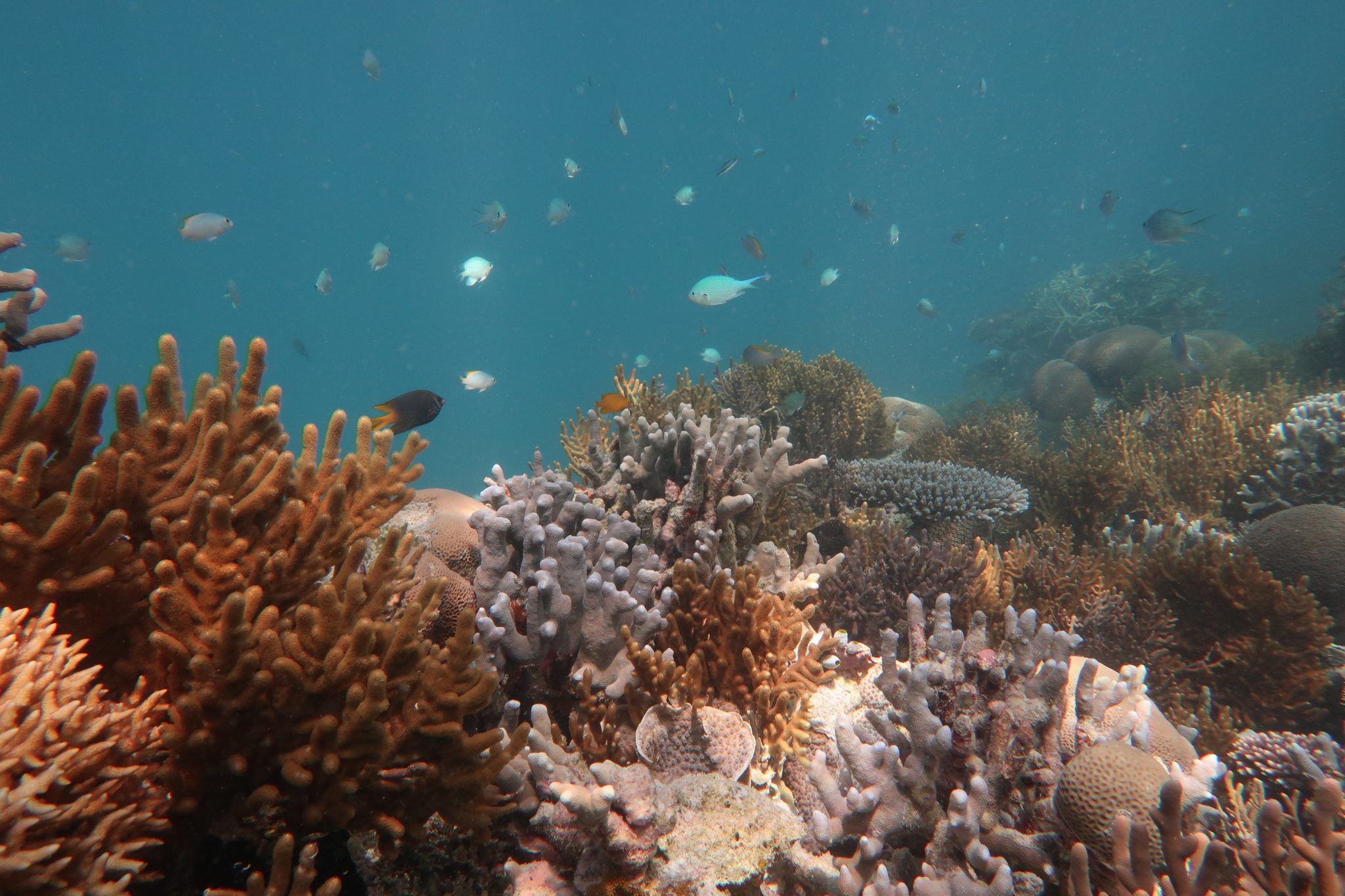 Fish detectives use eDNA to tally tropical species – CSIROscope