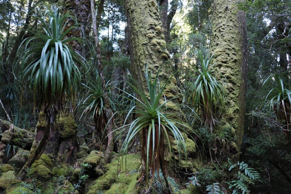 giant grass trees in south west tasmania