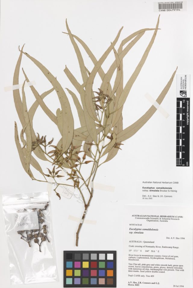 Eucalyptus camaldulensis (River Red Gum) leaf specimens in the Australian National Herbarium.