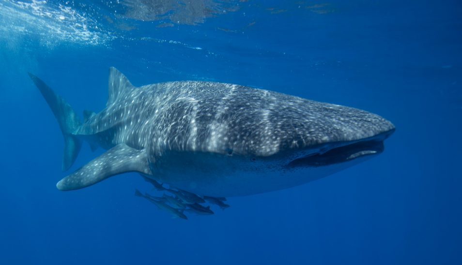 A whale shark swimming to the right