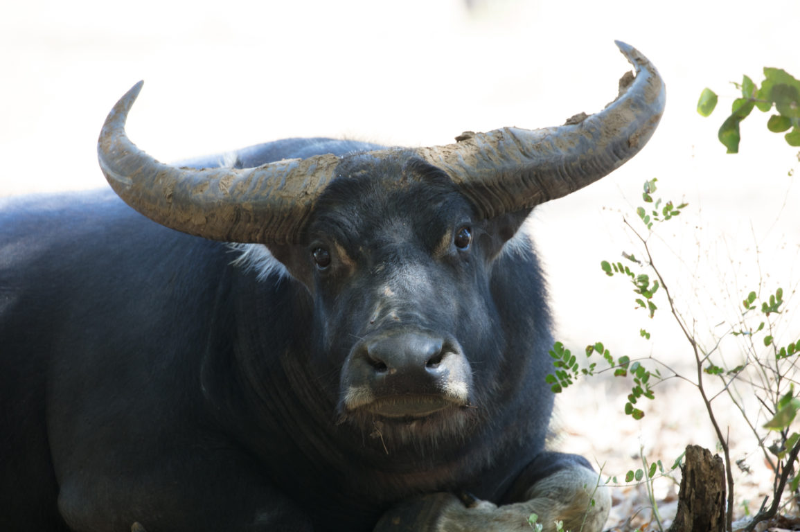 A water buffalo in Northern Australia.