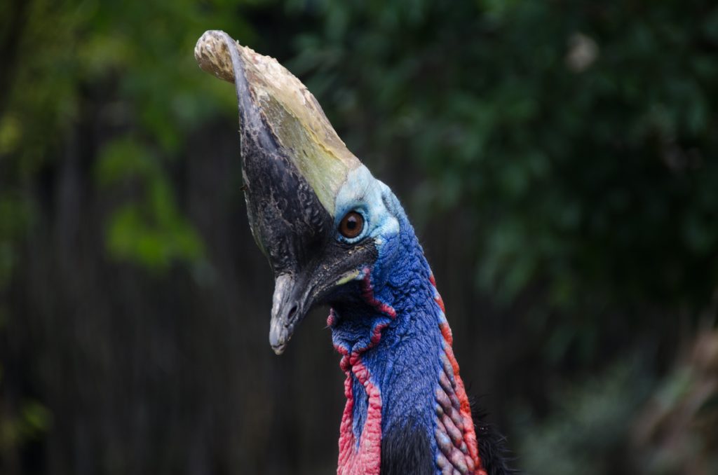A close up of the southern cassowary