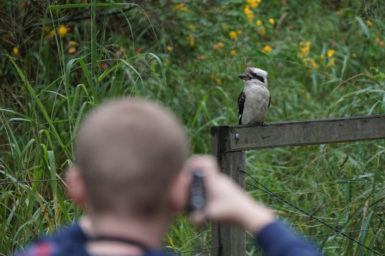 person taking a photo of a kookaburra on a fence