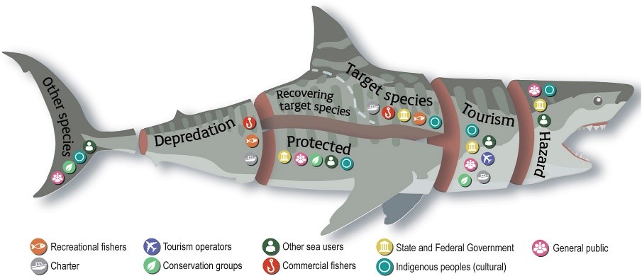 Graphic of a shark that highlights the wide range of values that need to be balanced in developing shark management strategies - including depredation, protected species, target species, recovering targeted species, species supporting tourism, culturally important species and species that pose a risk to water users. 
