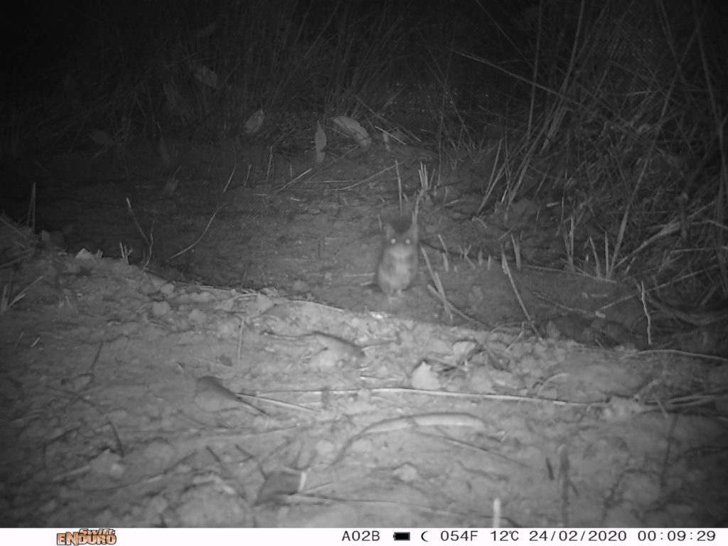Volunteers identified the species found in images such as this one taken by motion sensing cameras.