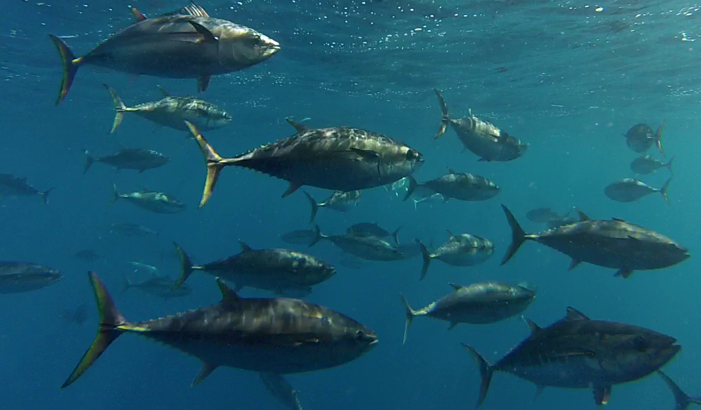Southern Bluefin Tuna swimming in school underwater.