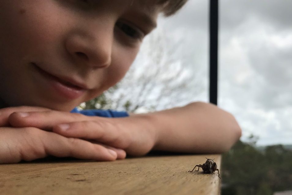 A small boy looking at a cricket on wood
