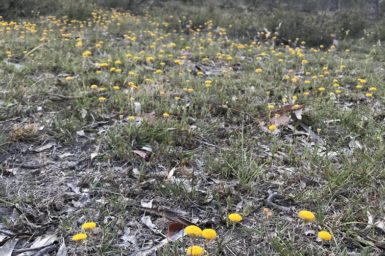 Yellow flowers grow across the ground