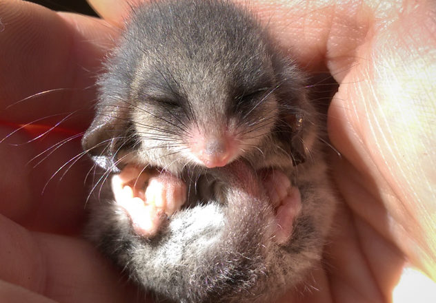 eastern pygmy possum sleeping in a person's hand