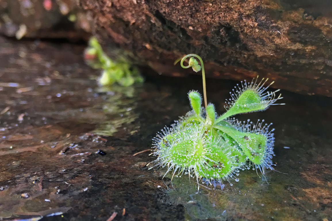 A high def picture of a sundew from the Northern Territory. It's used as a pun for the July science quiz