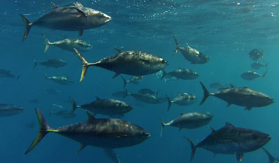 Southern bluefin tuna