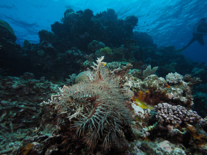 Winning the war on Great Barrier Reef crown-of-thorns starfish – CSIROscope