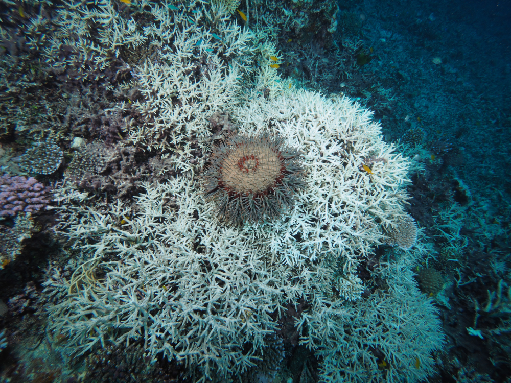A top down view of a crown of thorns starfish surrounded by the white dead coral it has eaten.