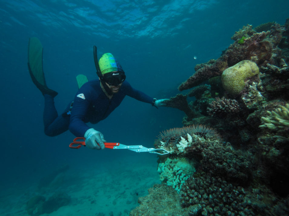 Winning the war on Great Barrier Reef crown-of-thorns starfish – CSIROscope