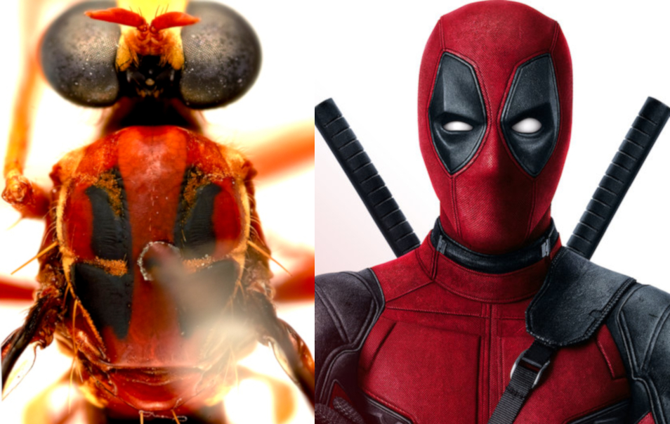 black and red wasp next to deadpool character