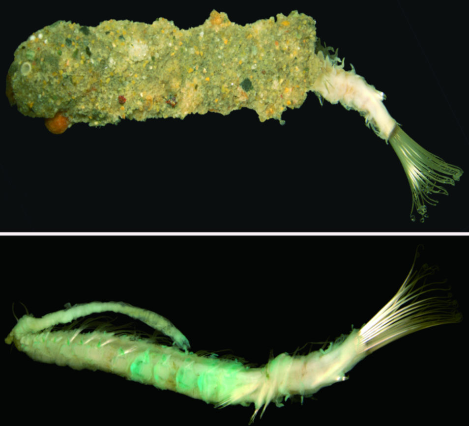 Polychaete worm specimen that looks a bit like a crumbed prawn cutlet