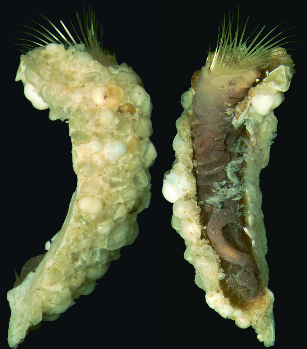 Polychaete worm Phalacrostemma timoharai