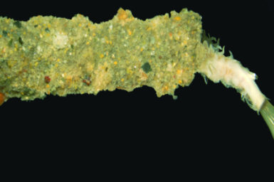 Polychaete worm specimen that looks a bit like a crumbed prawn cutlet