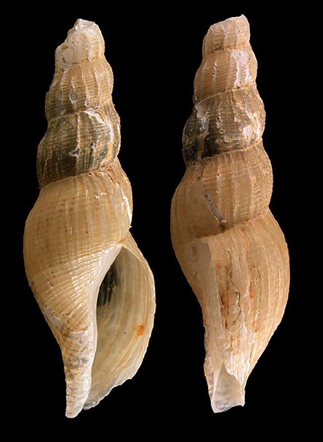 Two Deep-sea molluscs