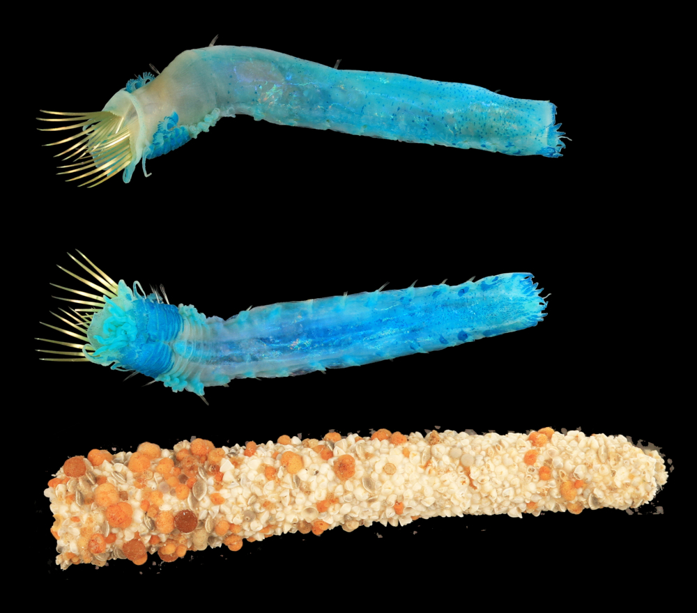 Three Petta investigatoris Polychaete worm specimens