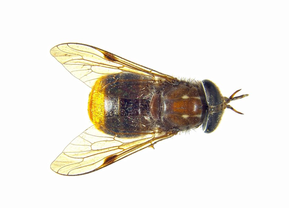 Fly specimen with golden abdomen